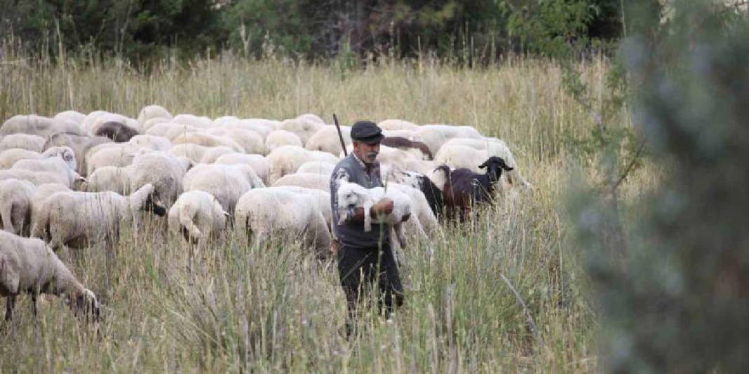 Yarım asırlık meslek aşkı! 50 yıldır dağların efendisi: Azmi hayran bırakıyor! 2